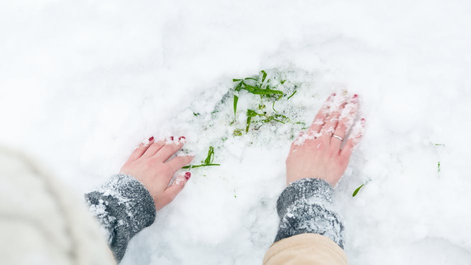 Two hands with red nail polish and wedding rings are visible, pressing down on fresh snow-covered ground outside a building, with scattered green grass blades and some snow disturbed around them. The person is wearing a grey knit sleeve on one arm and a light-colored sleeve on the other, suggesting winter clothing. The surrounding area shows a bright outdoor setting, possibly near a doorway or pavement, with snow covering most of the surface. This scene captures a moment of outdoor activity related to home relocation or moving preparations, with no moving equipment or furniture visible in the image, but the context aligns with professional removals services such as those provided by Man with Van Harmondsworth, including packing or load-in processes during a house move.